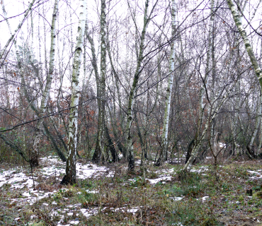 2012, 17. prosince: Po sněhové nadílce přišel déšť
