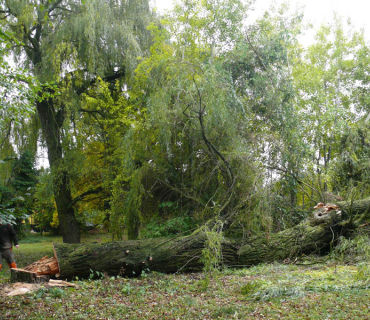 2011, 1. listopadu: Kácení stromů v parku