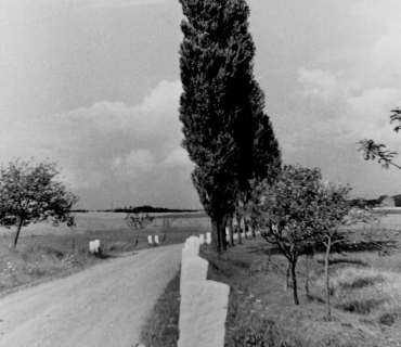 Silnice z Řitky do Černolice kolem topolů (1941)