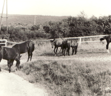 Koně na pastvě, rok 1981